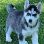 Psí inzerce, inzerce psů - Sibiřský husky - Prodám štěněta sibiřského huskyho s PP