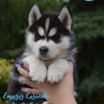 Psí inzerce, inzerce psů - Sibiřský husky - Štěňata Sibiřský Husky 