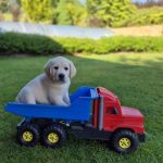 Psí inzerce, inzerce psů - Labradorský retriever - štěňátka s PP
