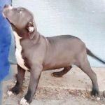 Psí inzerce, inzerce psů - Americký bulldog - American Bully XL  