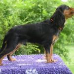 Psí inzerce, inzerce psů - Kavalír King Charles španěl - Kavalír king charles spaniel s PP štěně
