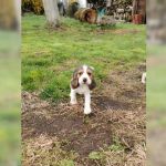 Psí inzerce, inzerce psů - Bígl - Malý tříbarevný Beagle - štěňátko/fenka