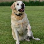 Psí inzerce, inzerce psů - Labradorský retrívr - Darujeme opuštěného labradora