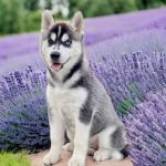 Psí inzerce, inzerce psů - Sibiřský husky - Štěňátka černobílý sibiřský husky