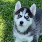 Psí inzerce, inzerce psů - Sibiřský husky - Sibiřský husky pejsek