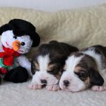 Psí inzerce, inzerce psů - Bígl - Štěňátka beagle s PP