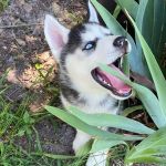 Psí inzerce, inzerce psů - Sibiřský husky štěňátka