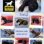 Psí inzerce, inzerce psů - Flat Coated Retriever - Prodej štěňat plemeno flatcoated retriever