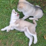 Psí inzerce, inzerce psů - Sibiřský husky - Sibiřský husky