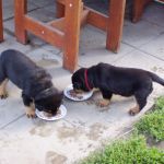Psí inzerce, inzerce psů - Rotvajler / Rottweiler - prodám štěně rotvajlera s PP