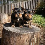 Psí inzerce, inzerce psů - Jorkšírský teriér, yorkšírský teriér - Krásná štěňátka jorkšírského teriéra