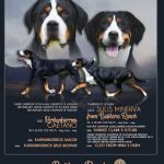 Psí inzerce, inzerce psů - Veľký švajčiarsky salašnícky pes