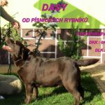 Psí inzerce, inzerce psů - Labradorský retrívr - Labradorský retriever