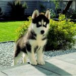 Psí inzerce, inzerce psů - Sibiřský husky - Sibiřský husky