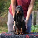 Psí inzerce, inzerce psů - Černo-tříslový coonhound - Black and Tan Coonhound