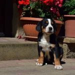 Psí inzerce, inzerce psů - Velký švýcarský salašnický pes