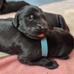 Psí inzerce, inzerce psů - Flat Coated Retriever - Flat coated retriever - štěňata s PP