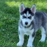 Psí inzerce, inzerce psů - Sibiřský husky - Prodám štěněta sibiřského huskyho s PP