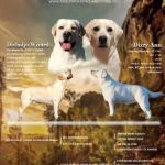 Psí inzerce, inzerce psů - Labradorský retrívr - Štěňata Labradorského retrievera s PP