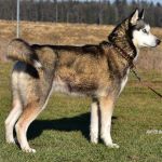 Psí inzerce, inzerce psů - Sibiřský husky - Darujema odebranou fenu sibiřské husky