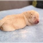 Psí inzerce, inzerce psů - Labradorský retrívr - Labradorský retriever - smetanová štěňátka s PP