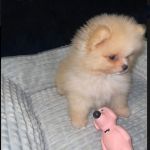 Psí inzerce, inzerce psů - Německý špic trpasličí - Krásné Pomeranian/trpasličí špic štěňátka