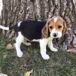Psí inzerce, inzerce psů - Bígl - pejsek beagle