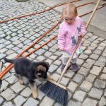 Psí inzerce, inzerce psů - Německý ovčák - německý ovčák-štěňata