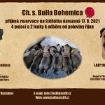 Psí inzerce, inzerce psů - Bullmastif - Štěňata Bullmastif