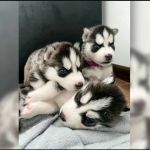 Psí inzerce, inzerce psů - Sibiřský husky štěňátka