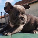 Psí inzerce, inzerce psů - Francouzský buldoček - Super roztomilá štěňátka francouzského buldočka na