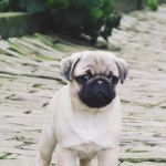 Psí inzerce, inzerce psů - Mops - Mops (Mopslík) Pug štěňátka