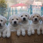 Psí inzerce, inzerce psů - Labrador - krásná smetanová štěňátka s PP